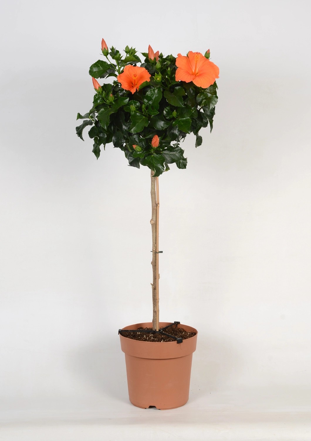Roseneibisch auf Stamm Hibiscus rosasinensis Topf Ø 21 cm kaufen bei OBI