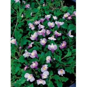 Bocca di leone blu in fiore in vaso da 9 cm, una pianta decorativa per laghetti.
