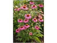 Sonnenhut-Mix im Swing-Topf verschiedene Farben Topf 5 l / 1 Stk.