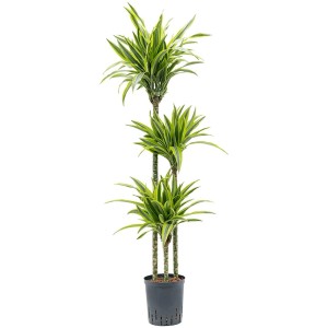 Dracaena Lemon Lime en pot, plante hydroponique d'environ 130 cm de haut, avec des feuilles vertes et jaunes.