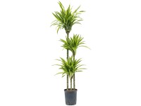Hydropflanze Drachenbaum Lemon Lime Dracaena Topf Ø 18 cm / Höhe 130 cm