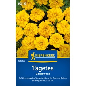 Oeillet d'Inde Kiepenkerl Goldzwerg Jaune (Tagetes) avec des fleurs jaune d'or luxuriantes.