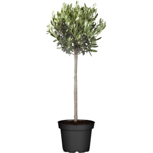 Olivo a fusto in vaso, ca. 20 cm Ø, Olea europaea, per balcone e terrazzo.