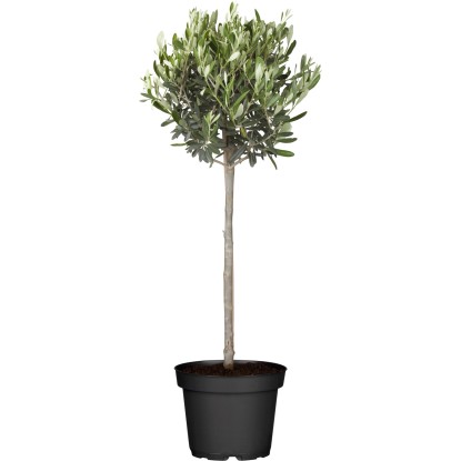 Ulivo Alberello Olea europea Ø vaso 20 cm