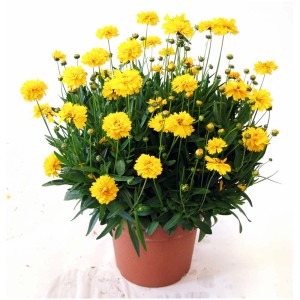 Mix di piante perenni radiose in vaso (Ø 13 cm) con fiori gialli, adatte per fioriere.