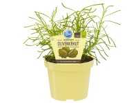 Olivenkraut Topf-Ø ca. 12 cm Santolina