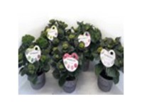 Bauernhortensie Rembrandt-Mix® Hydrangea macrophylla Topf Ø 19 cm