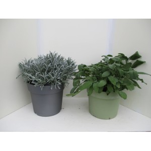 Mix di spezie in vaso (Ø 18cm) con diverse varietà di erbe aromatiche.