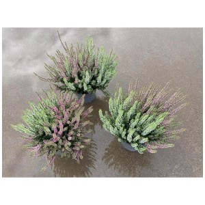 Trois pots de Knospenblüher-Heide Beauty Ladies Twins Calluna, bruyères.