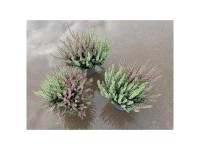 Knospenblüher-Heide Beauty Ladies Twins Calluna Topf Ø 13 cm