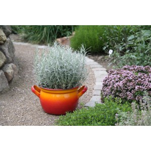 Plante de curry (Helichrysum italicum) en pot, feuillage argenté, pot rouge. Herbes de cuisine pour plats indiens.