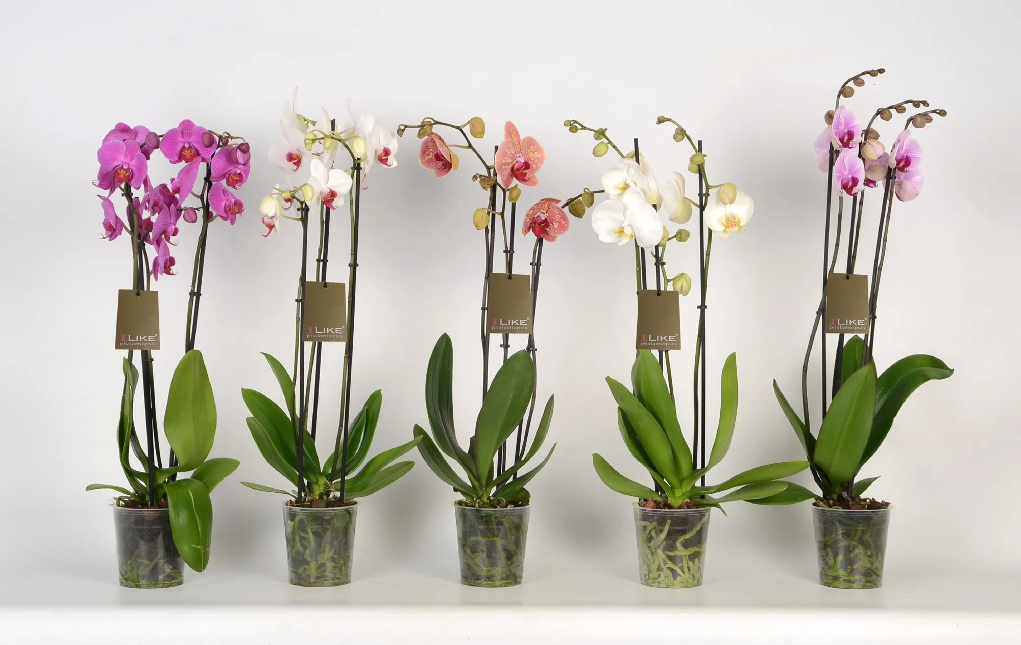 3x Phalaenopsis Orchideen – 2 Triebe, 50–70 Cm, Schmetterlingsorchidee, Blühend, Als Geschenkset – Pflegeleichte Zimmerpflanzen, Naturprodukt 3x Phalaenopsis Orchideen – 2 Triebe, 50–70 Cm, Schmetterlingsorchidee, Blühend, Als Geschenkset – Pflegeleichte Zimmerpflanzen, Naturprodukt