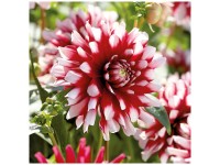 Grow by OBI Dahlie Siedlerstolz Dunkelrot-Weiss 1 Stk. Grow by OBI Dahlie Siedlerstolz Dunkelrot-Weiss 1 Stk.