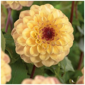 Primo piano di una dalia gialla 'Yellow Jill' di Grow by OBI. Fiore elegante e pieno con centro scuro.
