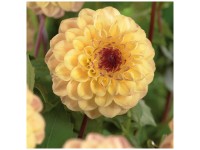 Grow by OBI Dahlie Yellow Jill 1 Stk. Grow by OBI Dahlie Yellow Jill 1 Stk.