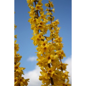 Forsythia Goldrausch jaune fleurissant sur un ciel bleu. Détail des fleurs en clochettes dorées.