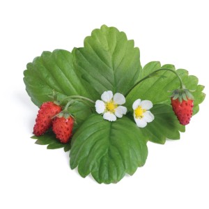 Véritable Lingot Semi Fragola selvatica rossa con foglie e fiori.