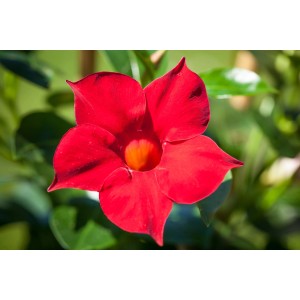 Gros plan d'une fleur de Dipladenia (Mandevilla) rouge de GROW by OBI. Plante en pot avec support grimpant.