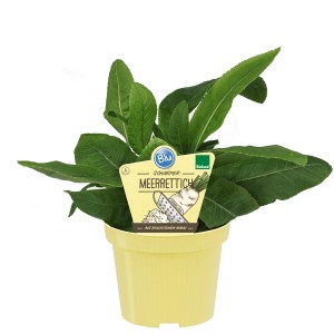 Blu Rafano biologico in vaso (Ø 12cm) con foglie verdi e vaso giallo.