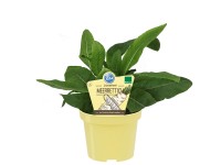 Blu Bio-Meerrettich Armoracia rusticana Topf Ø ca. 12 cm