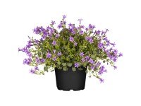 GROW by OBI Hängepolster-Glockenblume Campanula Violett Topf Ø 13 cm