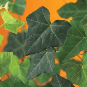 Gros plan sur des feuilles de lierre vertes (Hedera hibernica) de OBI Living Garden.