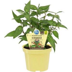 Blu Bio Coriandre vietnamien en pot jaune, herbes de cuisine pour plats asiatiques.