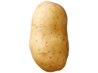 Samen Mauser Saatkartoffel Concordia 2,5 kg Samen Mauser Saatkartoffel Concordia 2,5 kg