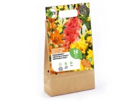 Grow by OBI Farbenarrangement 1 Mischung 50 Stk. Grow by OBI Farbenarrangement 1 Mischung 50 Stk.