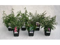 Kleinghölze verschiedene Sorten Topf 3 l / 1 Stk.