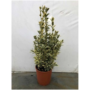 Fusain du Japon Bravo en pot, plante de conteneur à feuilles persistantes blanc-vert.