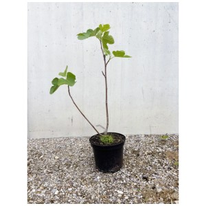 Figuier bio Desert King en pot, env. 30-60 cm de haut, avec des feuilles vertes.