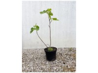 Bio Feigenbaum Desert King Topf Ø 33 cm / Höhe 30 - 60 cm