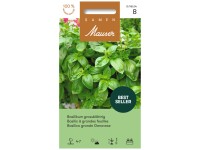 Basilikum grossblättrig