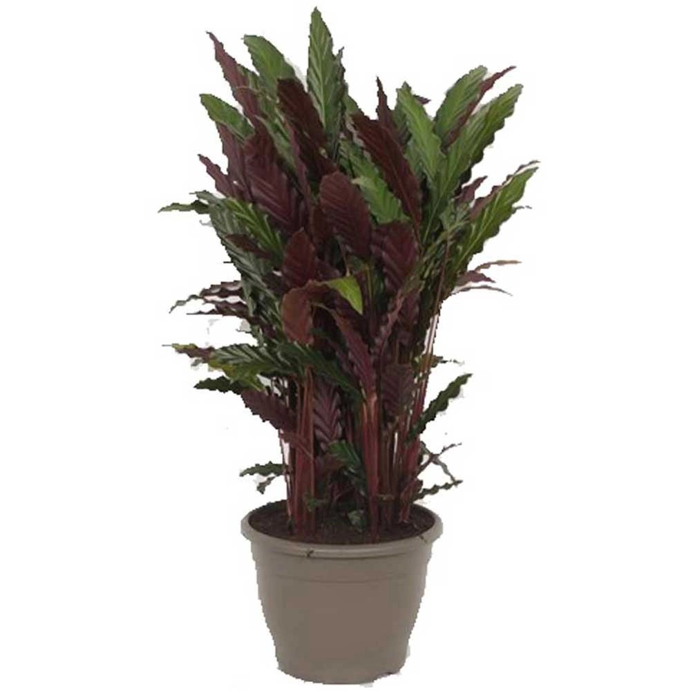 SolitärpflanzenMix kaufen bei OBI