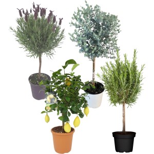 Mélange méditerranéen : lavande, citron, eucalyptus et romarin en plantes en pot décoratives.