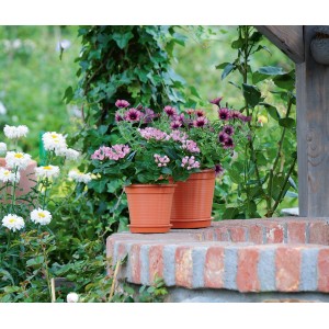 Due vasi da fiori standard in terracotta (Ø 24cm) con fiori colorati sul bordo di un pozzo in mattoni.