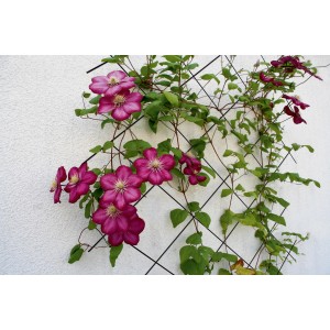 Trellis métallique anthracite (150x75 cm) avec des clématites roses en fleurs comme support grimpant sur un mur blanc.