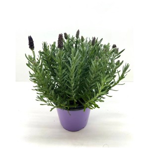 Lavandula stoechas Fantasia Violett im Topf, ca. 35cm hoch. Dekorative, öfterblühende Lavendel-Pflanze.