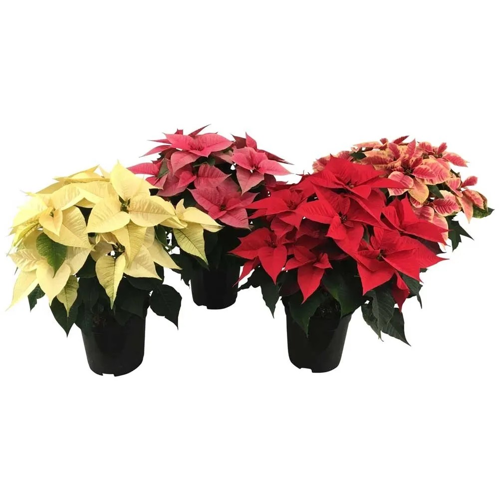 Weihnachtsstern Euphorbia pulcherrima klein Topf  11 cm