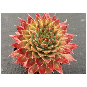 Sempervivum Chick Charms in vaso, succulenta a bassa manutenzione con foglie rosso-verdi.