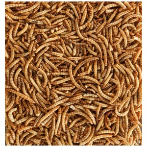 Verme della farina essiccati come alimento ricco di proteine per uccelli selvatici, ideale per insettivori.