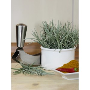 Plante de curry (Helichrysum italicum) en pot, avec hachoir à herbes, poudre de curry et piment.