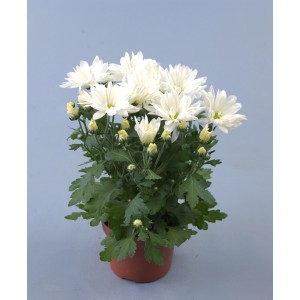 Chrysantheme im Topf, weiße Blüten. Herbstliche Beet- und Kübelbepflanzung.