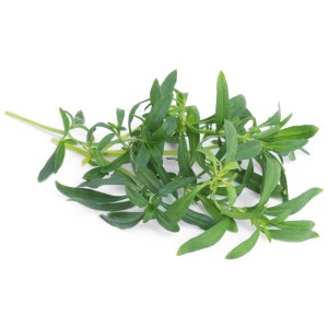 Branche fraîche et verte de sarriette, graines d'herbes Véritable pour jardins d'intérieur.