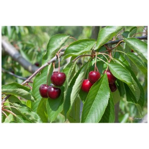 Cerises Regina rouge foncé sur une branche de cerisier bio avec des feuilles vertes.