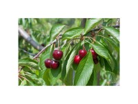 Bio Obstbaum Kirsche Regina Spindel Topf Ø 20 cm / Höhe 60 - 180 cm