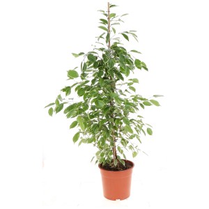 Ficus benjamina Golden King en pot, plante ornementale à feuilles vertes et blanches.
