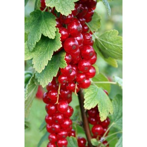 Rote Johannisbeeren an der Pflanze, Sorte Grün, 3 l Topf.
