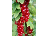 Rote und schwarze Johannisbeeren in Sorten Grün 3 l